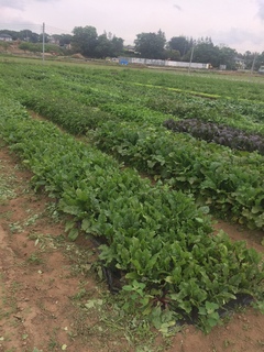 自社農園のお野菜達