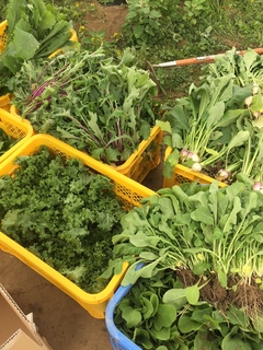 自社農園のお野菜達