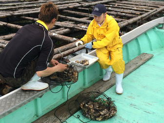 かなわ水産さんの牡蠣棚